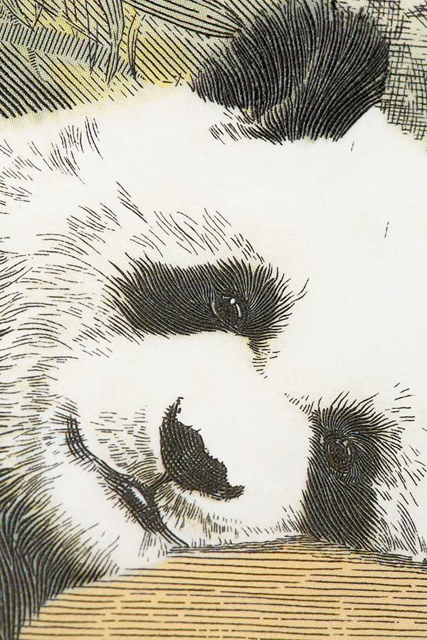 券中有画,画中有诗——赏大熊猫钞艺画有感